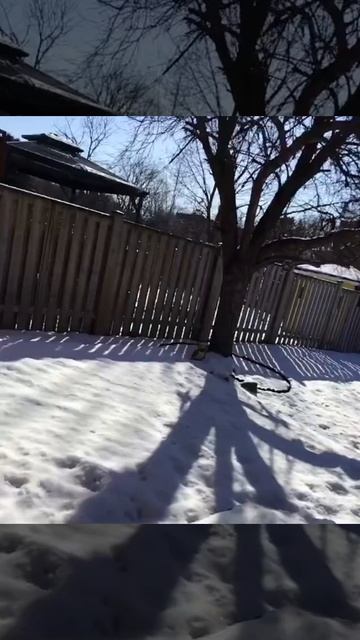 JWALIVE- Deinocheirus