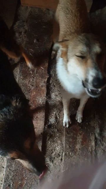 Тося и Одеялко - две из более чем трёх тысяч собак приюта Сириус в Киевской области. #приютдлясобак