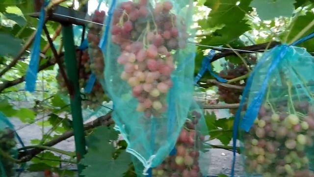 Киш-миш Велес