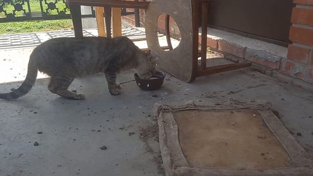 8-я дойка кошкам или сколько кошка пьёт молока