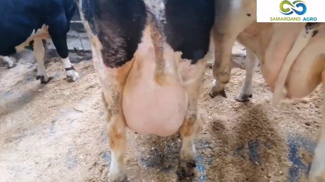 янги туккан ва тук бугоз голштин сигирлар ва гуножинлар! 60 литргача сут берадиган зотдор сигирлар