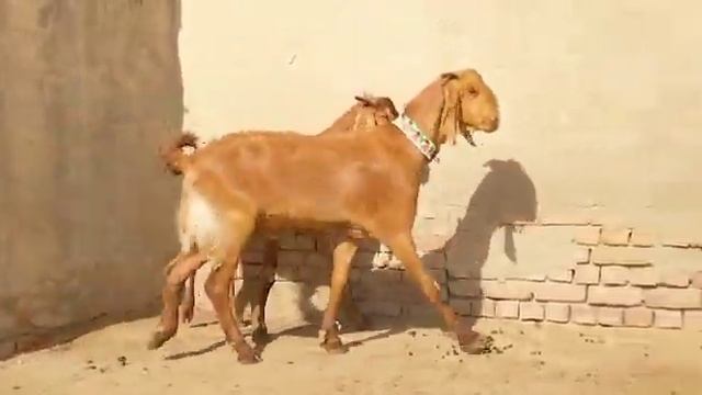 2 2 Dant 65 70 Kg Body Weight  38 Hight