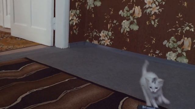 Кот катается на машинке