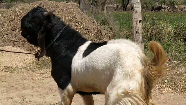 Top Quality Adan Kota 38 Height 60 Kg Weight For Sale