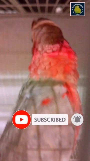 Galah Cockatoo #birds #Shorts #galahcockatoo #pets #animals