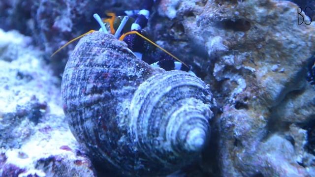 Red Sea Max 250