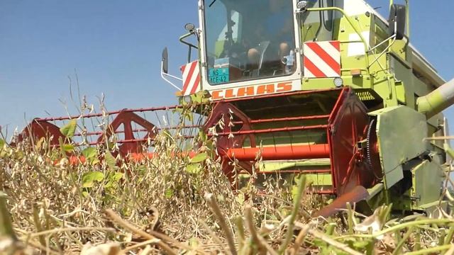 Soybean Harvest 2020 ( Kosenje Soje ) Claas Dominator 96