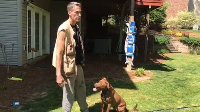 Weight Pulling While Playing Fetch For High Energy Dogs