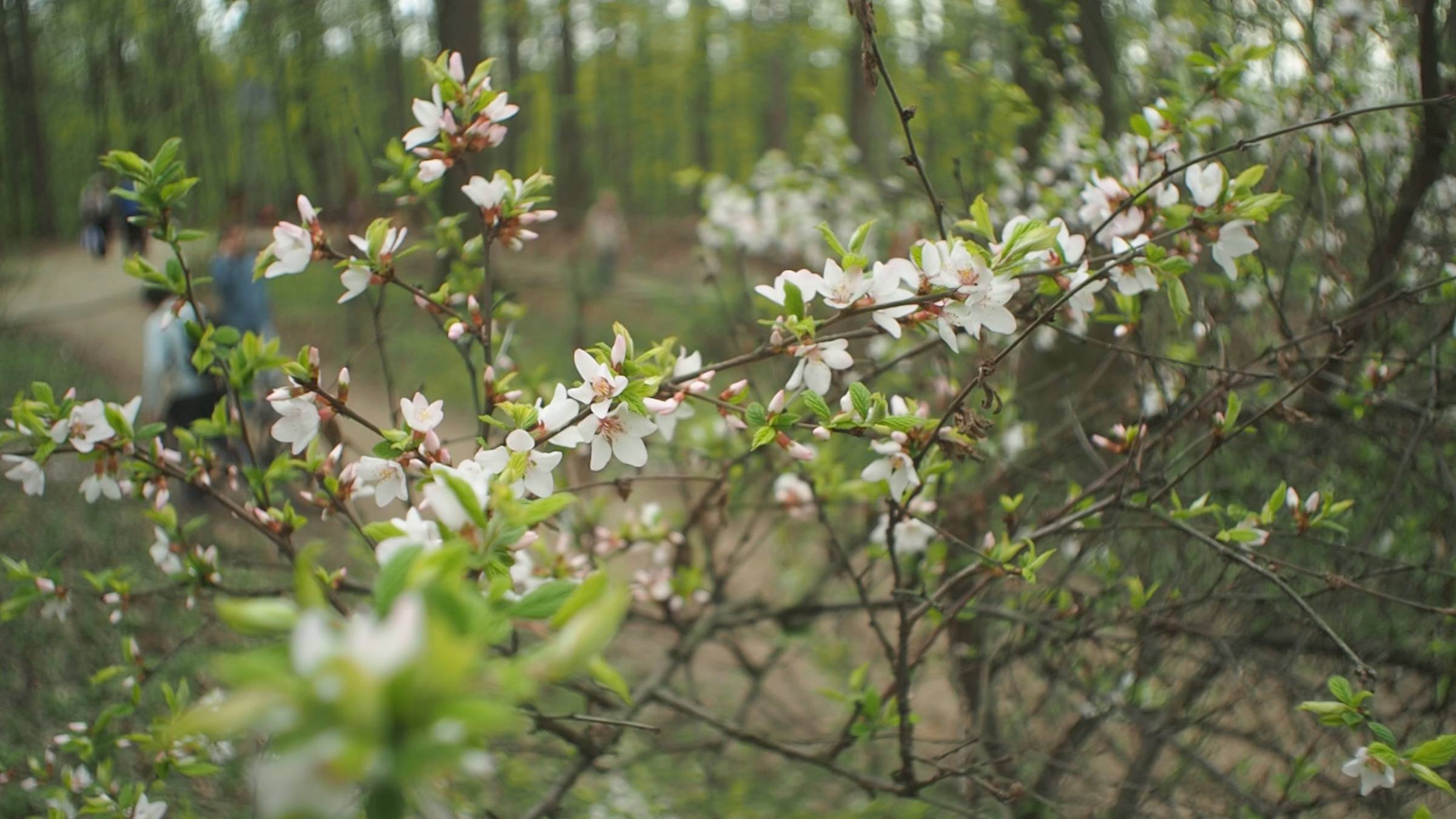 Весна в Покровском-Стрешнево