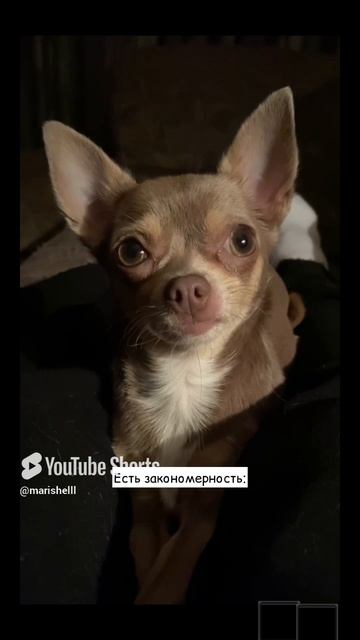 Чихуахуа Нина