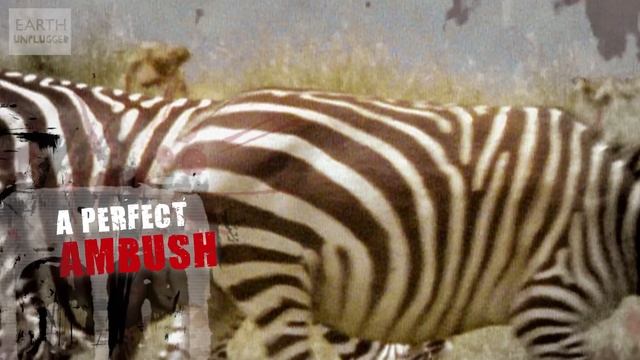 Lion Vs Zebra | Deadliest Showdowns | BBC Earth