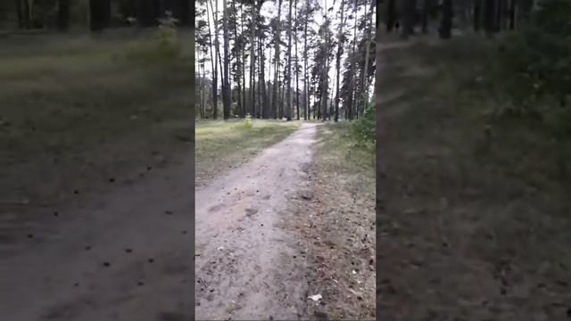 Гуляем В Лесу