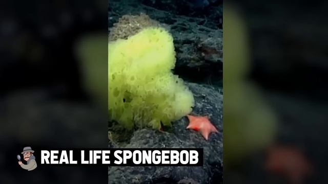 They Found Inside A Rock What No One Was Supposed To See