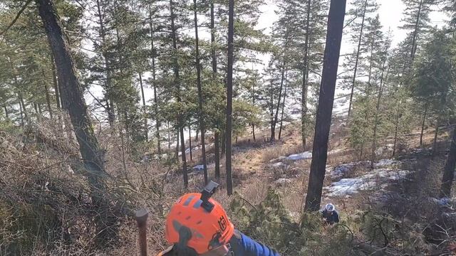 McCulloch 1010 Automatic Fallin Fir Stihl MS 661andA 372XPW.#firewood#gopro #chainsaws #axes #Stihl