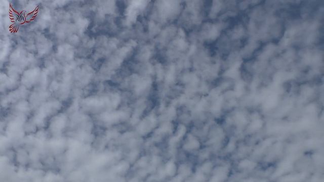 Голуби. 19.08.2020г.