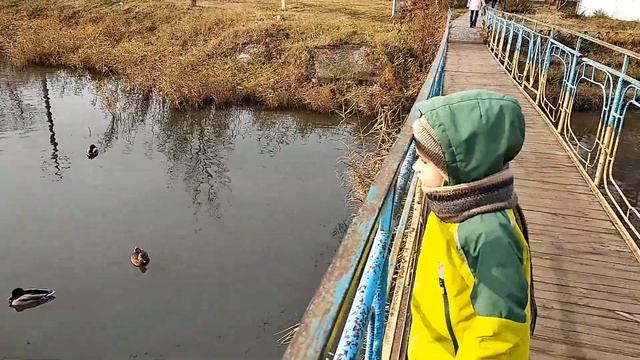 Лебеди в декабре. Смена окраски лебедей.