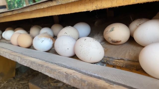 У сестри 🐓 Ведро яєць 🍓 Полуниця в вересні 🐈 Оновлнений Марс