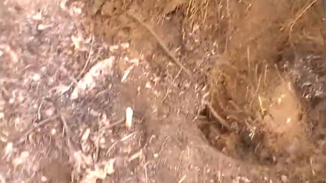 коп (середина февраля) 2