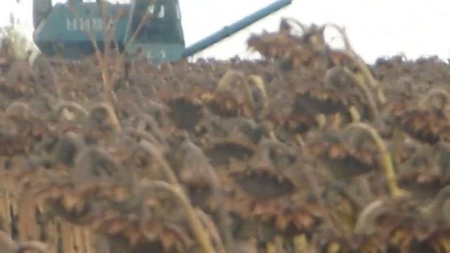 Уборка соняшнику 2019!Нива Ск-5