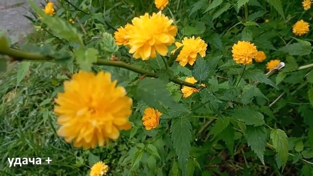 15 мая День Бориса и Глеба . Что нельзя делать 15 мая . Народные Приметы и традиции Дня