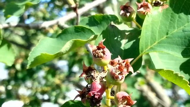 44ef5802cd442a4fe4323f8b3a6cf944