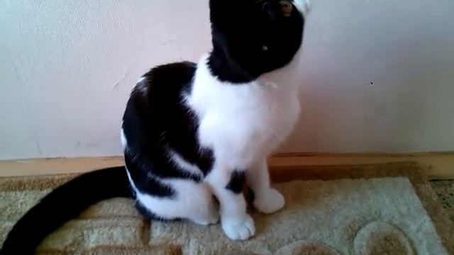 8f7f2f0823a72b78acbcadbb2dfb3f88