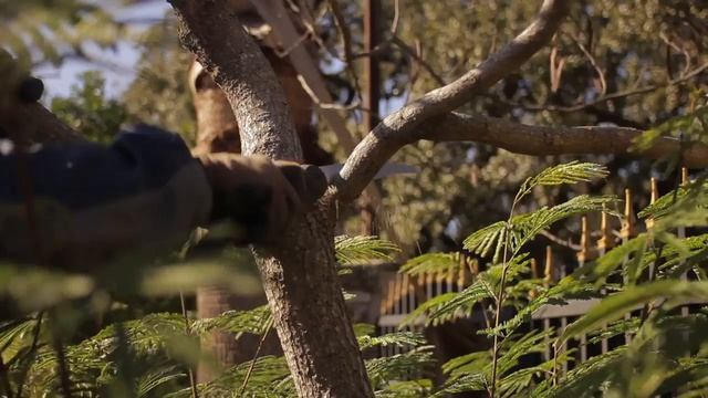 Garden Tool Guides : How To Use A Hand Saw