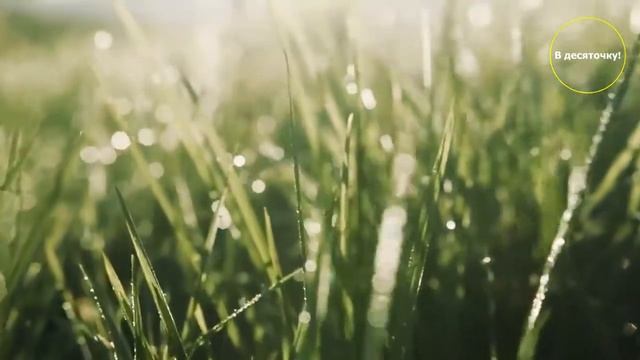 Лірычны верш “Раніца”