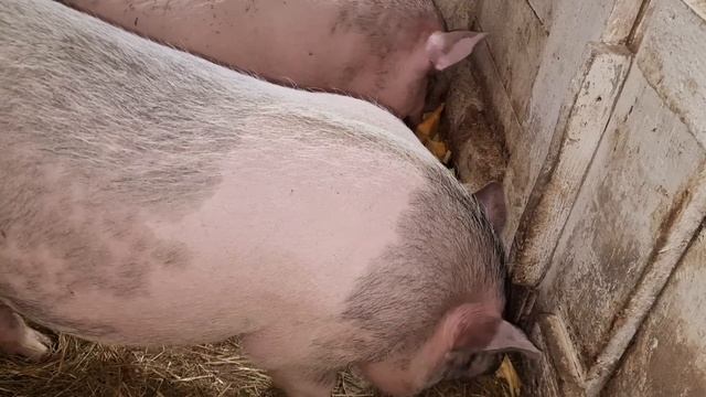 не переживайте,  я за ними слежу