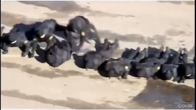 Черная сенсорика