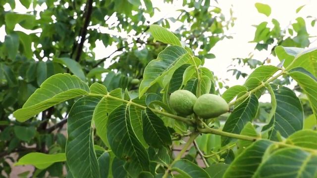 Захист грецького горіха В Воєводін 07.2020