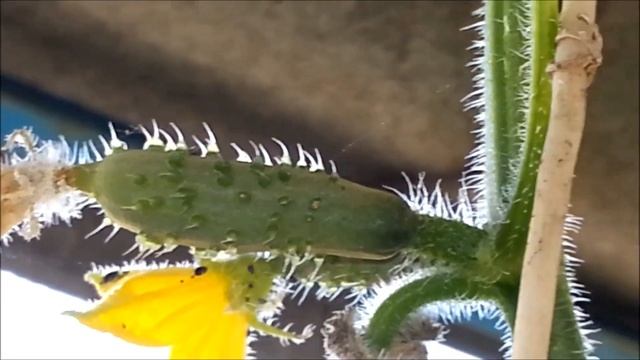 Последние огурцы в сентябре