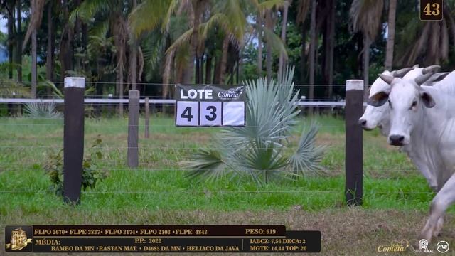 Nelore Cometa  18º Leilão  Vacas PO Prenhes e Novilhas PO  Lote 43