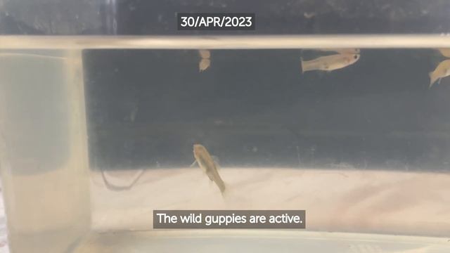 Using Aquarium Salt To Treat White Spot Disease For The Wild Guppies