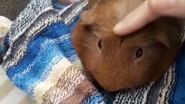 сладкий  уращий морской свинка Шуня