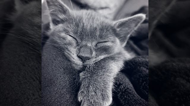 Relax Music 3 (feat. Расслабляющая музыка для сна & Музыка для...