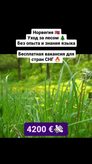 #jobsineurope #europe2023 #нидерланды #бесплатнаявакансия