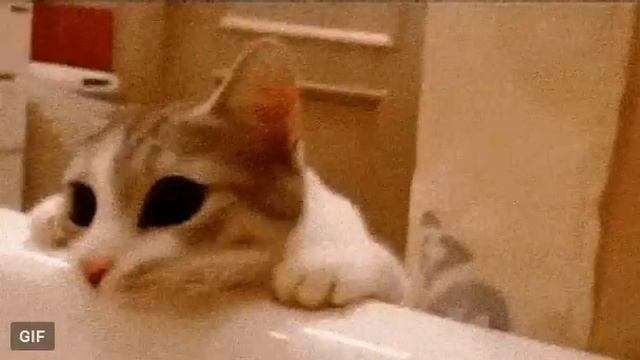 Cat Человек я спасу тебя!