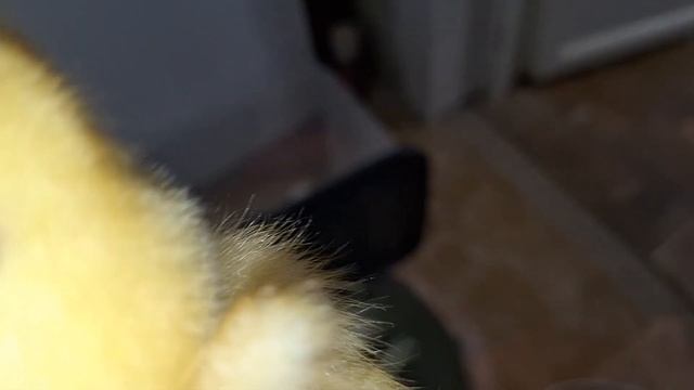 Выращивание уток. Чем  кормить маленьких утят. Чем я пропаиваю мулардов и любую утку.