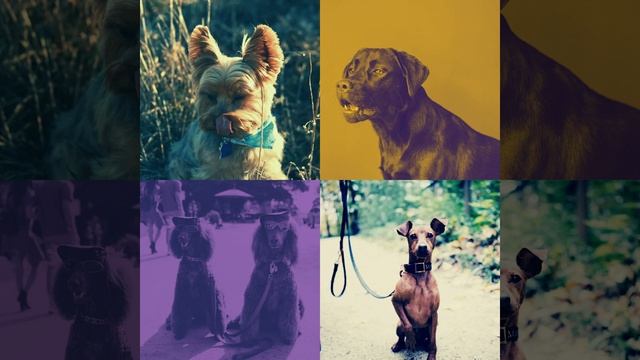 Видения (Спящая собака)