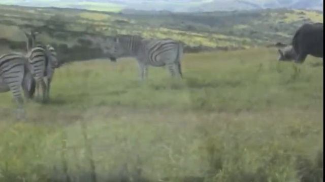 The Zebra Is Outstanding In The Acting