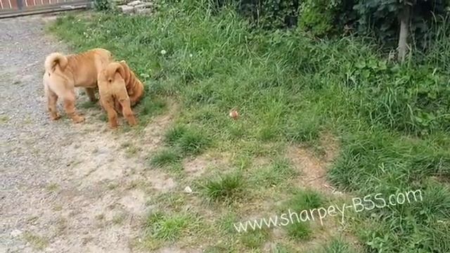 Af73004919f30c4bd9bd7856d34d8704