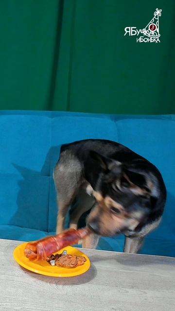 У Бучки День рождения, ему исполнилось 3  года.Е