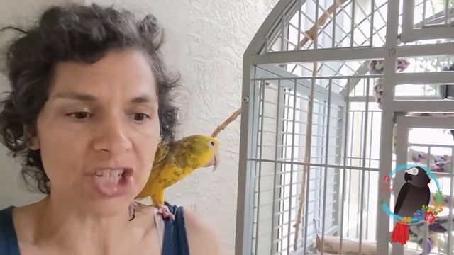 Easy #Parrot Life Enhancement Idea #Parrot_Bliss