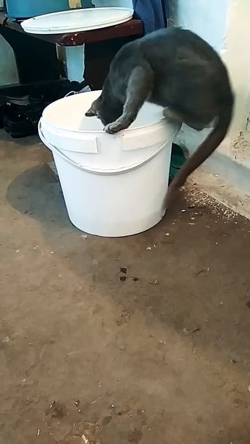 Как нужно пить молоко)