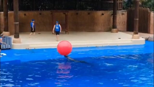 Relaxing Video Of Dolphins & Deep Meditative Music Harmony Of Inner Peace And Stress Relief