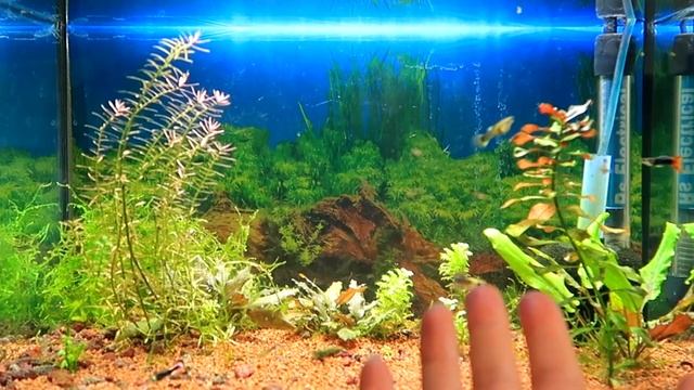 СТАЛО ДУЖЕ БАГАТО рибок! Як розмножились мої гупі з двох рибок