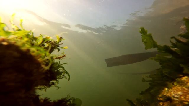 Freediving to find the giant pacific nudibranch