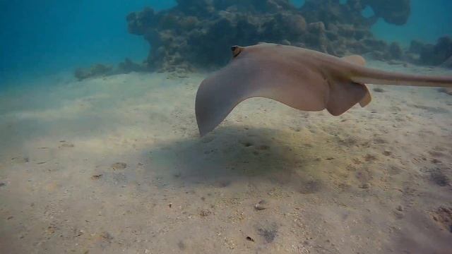 Cowtail stingray Pastinachus sephen Широкохвостый хвостокол