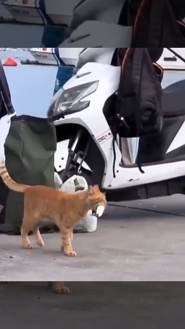 Кот порыбачил.. главное не торопиться...без суеты... Юмор